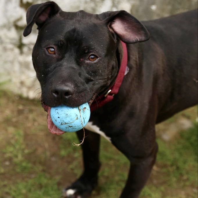 Tyson, black male pit bull available for adoption